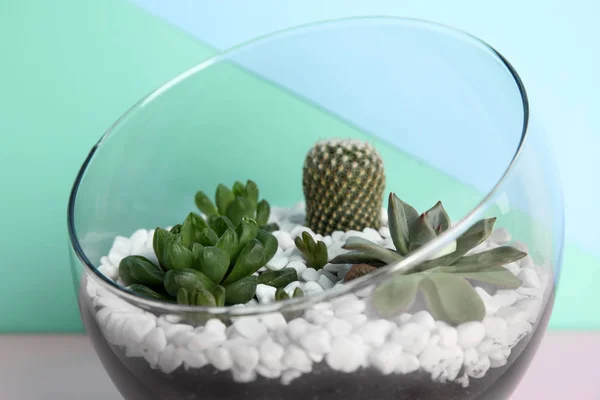 Florario de vidrio con diferentes suculentas sobre fondo de color, primer plano — Foto de Stock