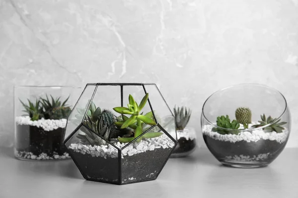 Florariums en verre avec différents succulents sur la table sur fond gris, espace pour le texte — Photo