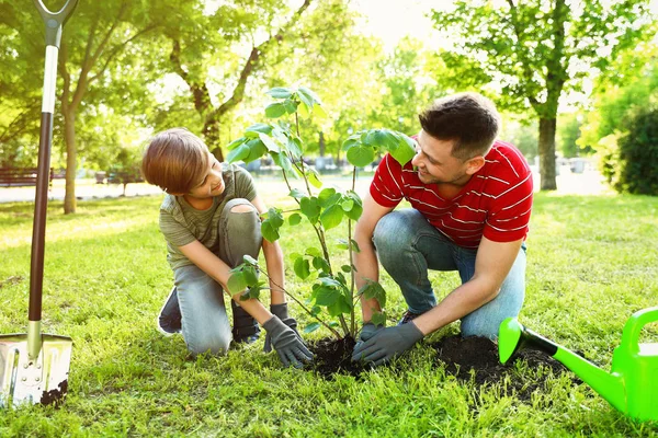 Dad and son planting tree together in park on sunny day — Stock Photo, Image
