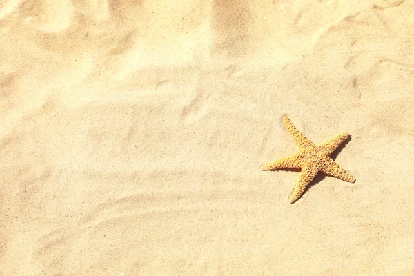 Rozgwiazdy na piaszczystej plaży w słoneczny dzień, widok z góry. Miejsce na tekst — Zdjęcie stockowe