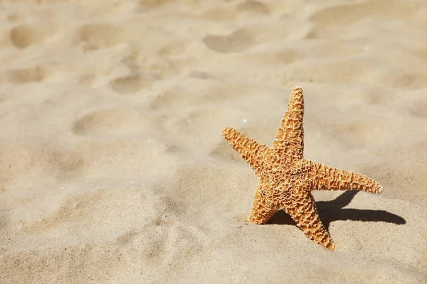 Starfish at sandy beach on sunny day. Space for text — Stock Photo, Image