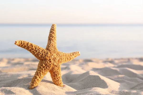 Sandy beach with beautiful starfish near sea on sunny summer day. Space for text — Stock Photo, Image