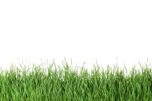 Beautiful vibrant green grass on white background — Stock Photo, Image