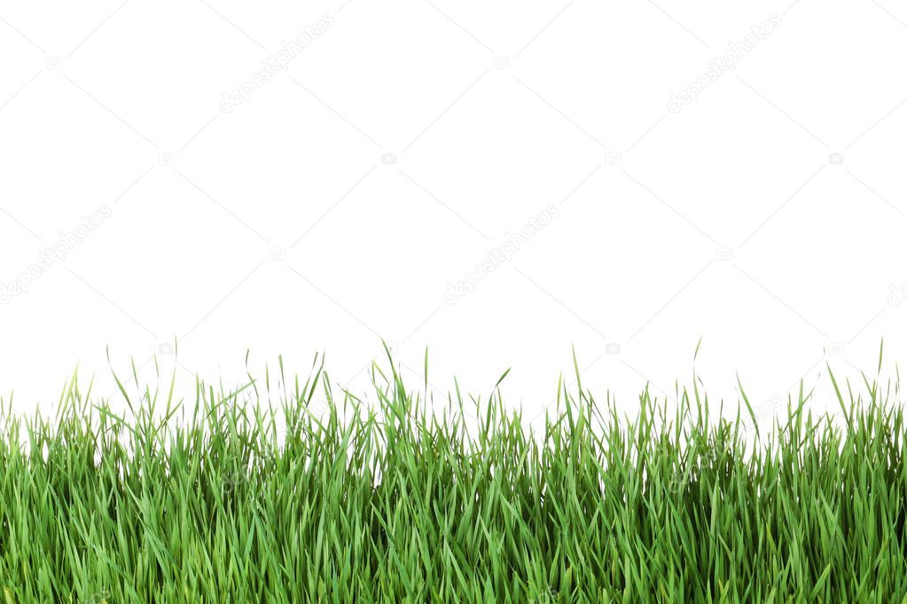 Beautiful vibrant green grass on white background