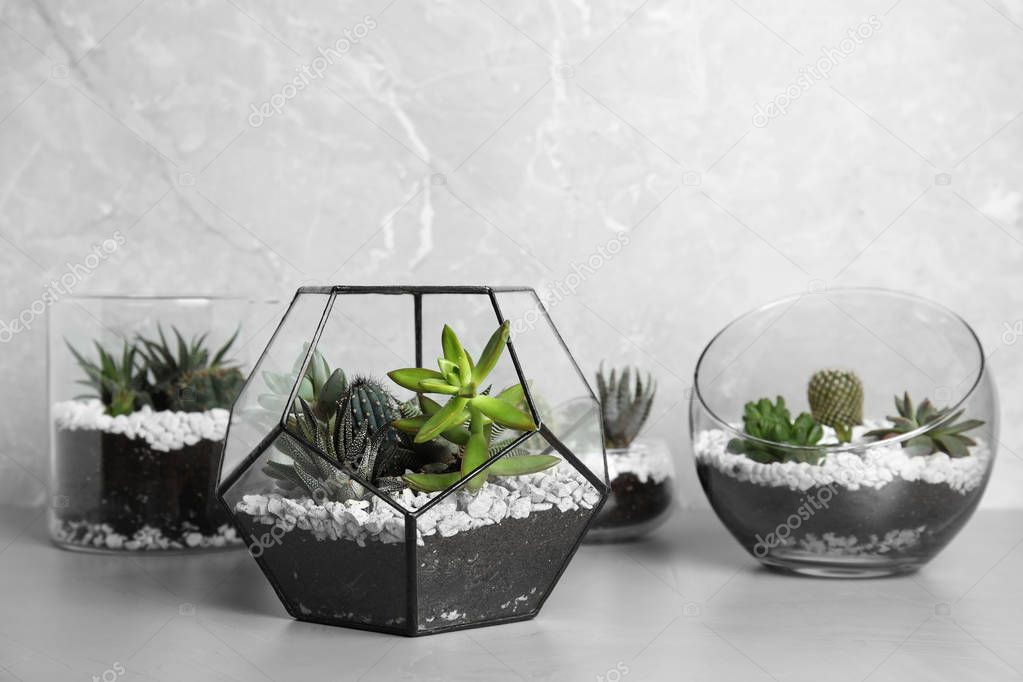 Glass florariums with different succulents on table against grey background, space for text