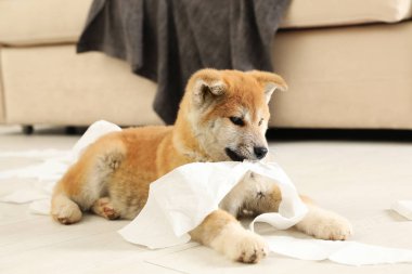 Sevimli akita inu köpek kapalı tuvalet kağıdı ile oynarken