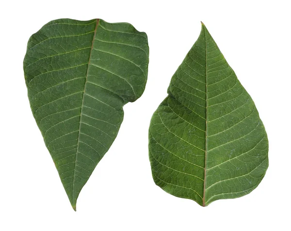 Conjunto de hojas verdes tropicales sobre fondo blanco — Foto de Stock