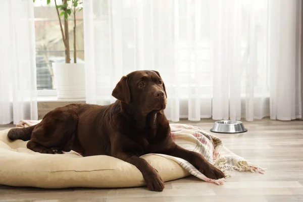 Chocolate labrador retriever en almohada para mascotas en interiores — Foto de Stock