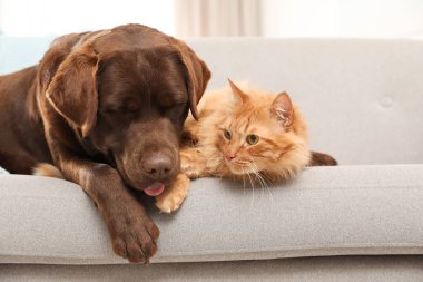 Kedi ve köpek kanepede kapalı alanda bir araya. Kabarık arkadaşlar