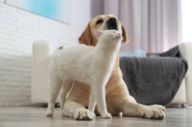 Sevimli köpek ve kedi birlikte yerde kapalı. Arkadaşlar sonsuza kadar