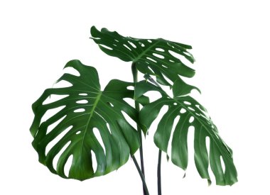 Yeşil taze Monstera beyaz arka planda yaprakları. Tropikal bitki