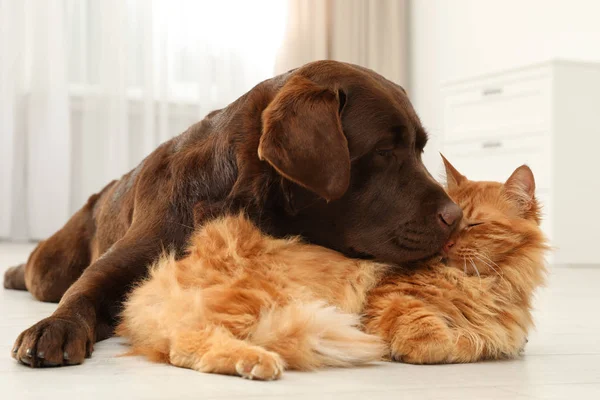 Gato y perro juntos en el suelo en interiores. Amigos esponjosos — Foto de Stock