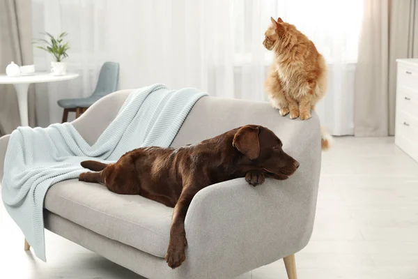 猫和狗一起在室内的坐的。蓬松的朋友 — 图库照片