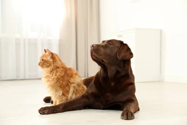 Kat en hond samen op de vloer binnenshuis. Pluizig vrienden — Stockfoto