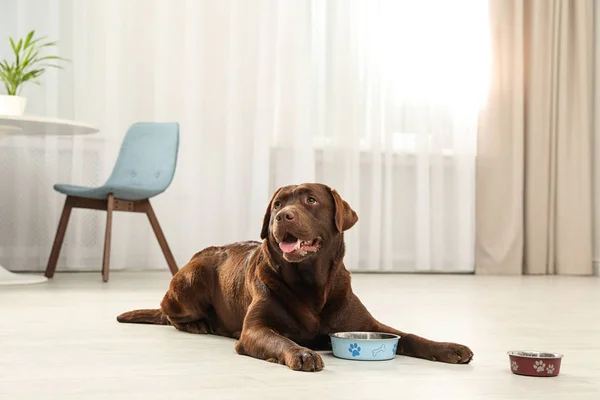 Cão amigável bonito deitado perto de tigela de alimentação no chão no quarto — Fotografia de Stock