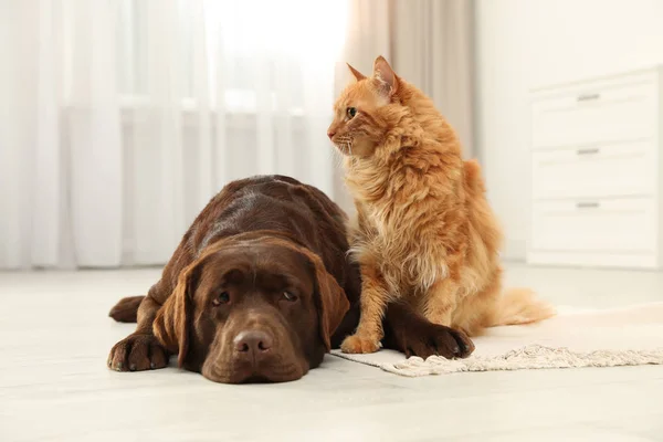 Kedi ve köpek birlikte yerde yerde. Kabarık arkadaşlar — Stok fotoğraf