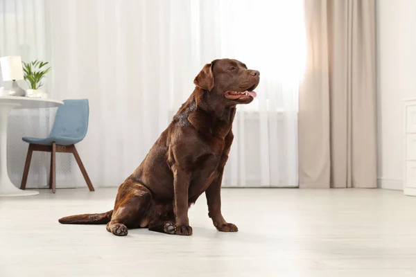 Cute friendly dog sitting on floor in room — Stock Photo, Image