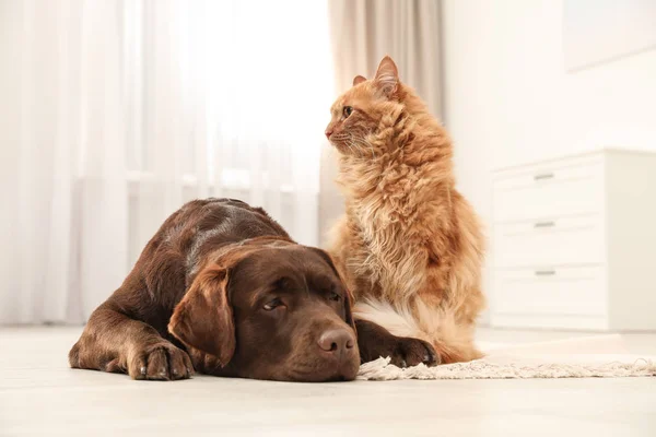 Gato e cão juntos no chão dentro de casa. Amigos fofos — Fotografia de Stock
