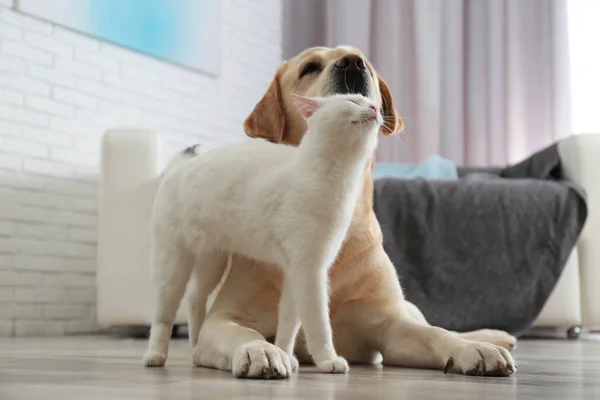 Adorable dog and cat together on floor indoors. Friends forever — Stock Photo, Image