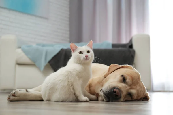 Rozkošný pes a kočka spolu na podlaze uvnitř. Přátelé navždy — Stock fotografie