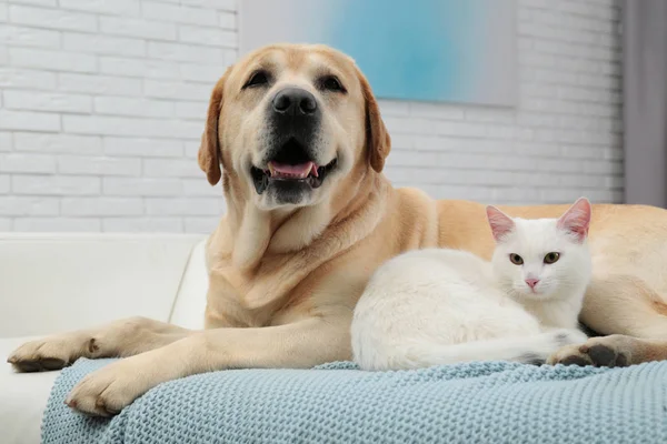 Adorable perro mirando dentro de la cámara y el gato juntos en el sofá interior. Amigos para siempre — Foto de Stock