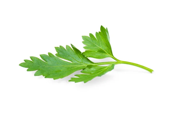 Verse groene organische peterselie op witte achtergrond — Stockfoto