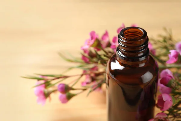 Fles natuurlijke Tea tree olie en plant op tafel, close-up. Ruimte voor tekst — Stockfoto