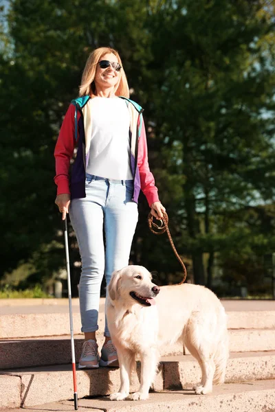 Guide dog helping blind person with long cane going down stairs outdoors