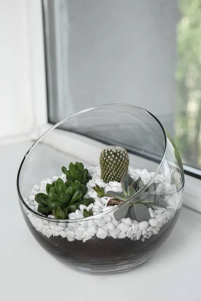 Florarium en verre avec différents succulents sur le rebord de la fenêtre, espace pour le texte — Photo