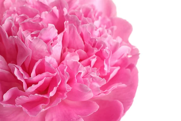 Beautiful fresh peony flower on white background, closeup — Stock Photo, Image