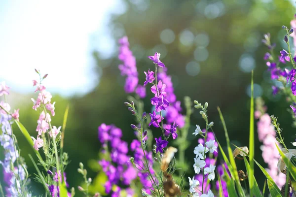 Hermosas flores silvestres al aire libre en el día soleado. Increíble naturaleza en verano — Foto de Stock