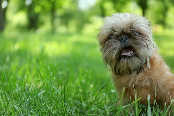 Cane morbido sveglio su erba verde nel parco. Spazio per testo — Foto Stock