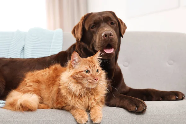 Kedi ve köpek kanepede kapalı alanda bir araya. Kabarık arkadaşlar — Stok fotoğraf