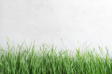 Açık çitin yanında taze yeşil çimenler. Metin için alan