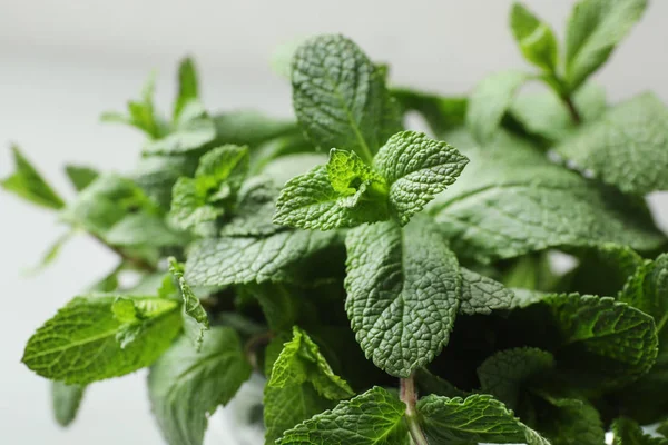 Menta verde fresco su sfondo chiaro, primo piano — Foto Stock