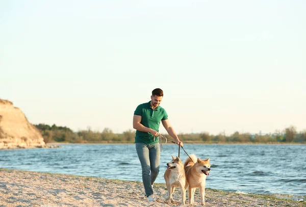 Young man walking his adorable Akita Inu dogs near river