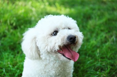 Parkta yeşil çim üzerinde Sevimli kabarık Bichon Frise köpek