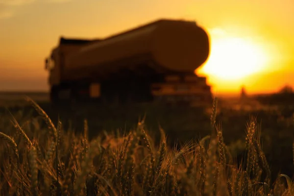 Moderní automobil v blízkosti pšenice při západu slunce, selektivní zaměření — Stock fotografie