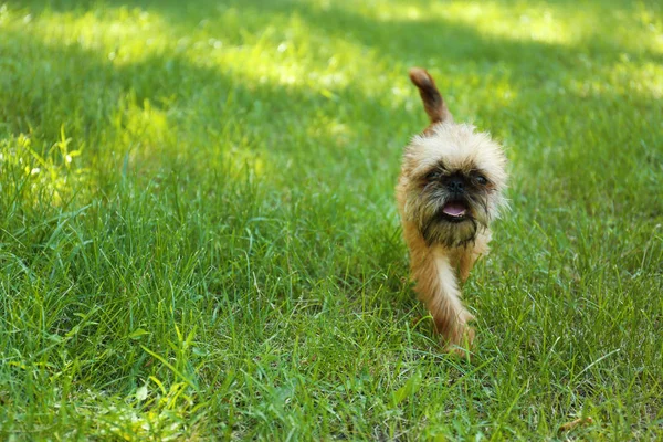 Anjing berbulu lucu di rumput hijau di taman. Ruang untuk teks — Stok Foto