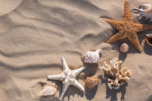 Composición plana con estrellas de mar y conchas en la playa de arena. Espacio para texto — Foto de Stock