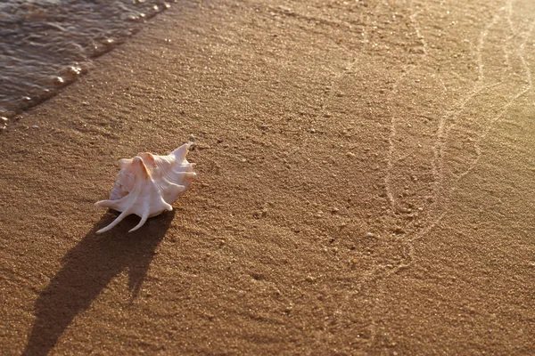Piaszczysta plaża z piękną muszli w pobliżu morza w słoneczny letni dzień. Miejsce na tekst — Zdjęcie stockowe