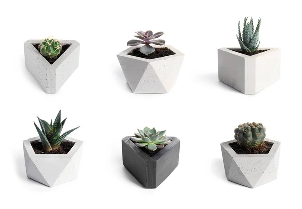 Set dari cactuses berbeda di latar belakang putih — Stok Foto