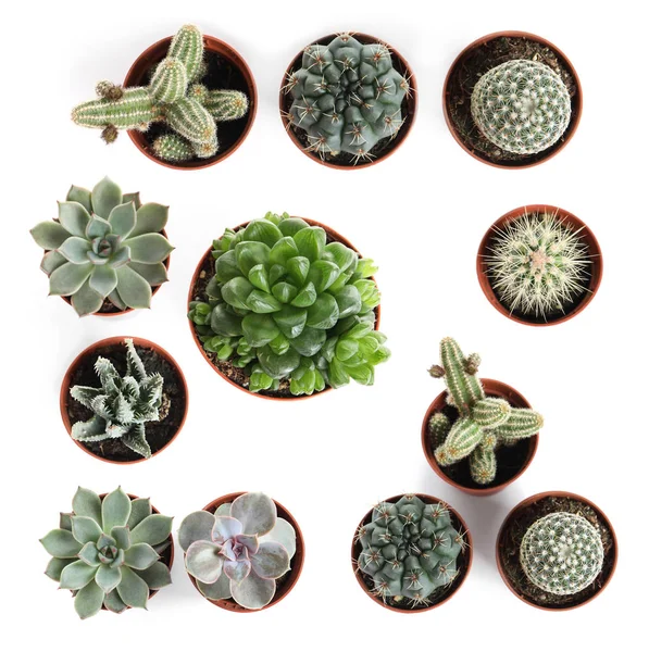 Set dari cactuses yang berbeda di latar belakang putih, tilikan atas — Stok Foto