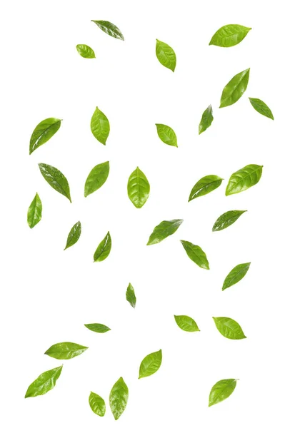 Zestaw latających świeżych zielonych liści kawy na białym tle — Zdjęcie stockowe