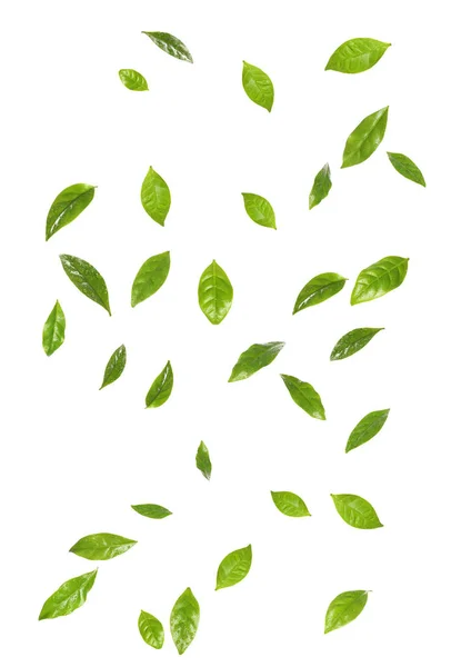 Set of flying fresh green coffee leaves on white background