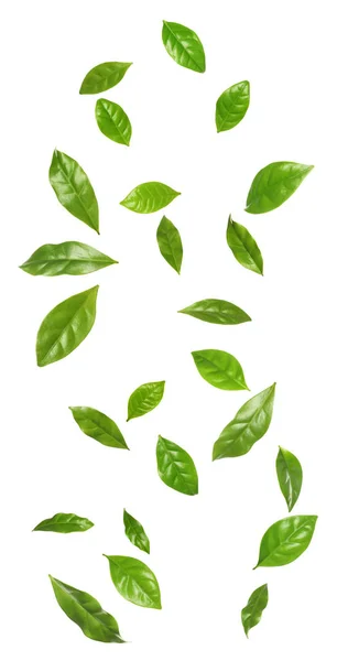 Σύνολο από ιπτάμενα φρέσκα φύλλα πράσινου καφέ σε λευκό φόντο — Φωτογραφία Αρχείου
