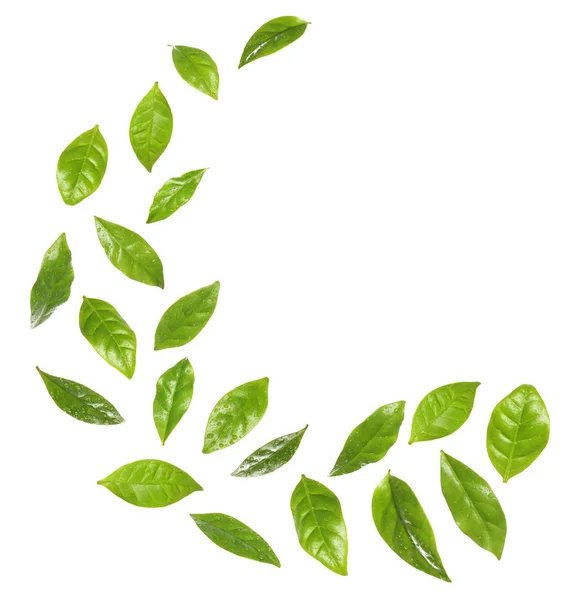 Ensemble de feuilles de café vert fraîches volantes sur fond blanc — Photo