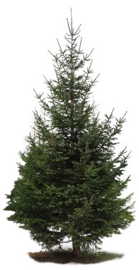 Beyaz arka planda dökmeyen köknar ağacı. Kış tatillerinin sembolü