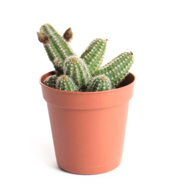 Beyaz üzerinde izole saksı içinde succulent bitki. Ev dekoru