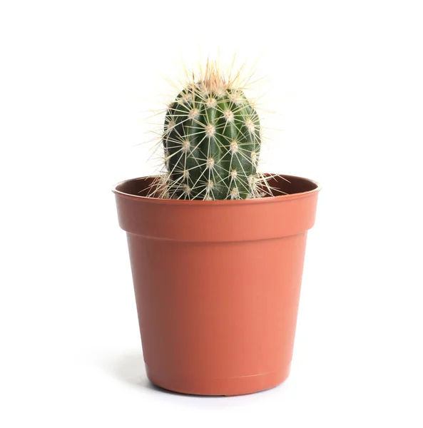 Planta suculenta em vaso isolado em branco. Decoração de casa — Fotografia de Stock